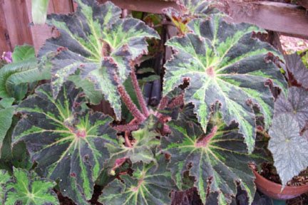 B. ‘Diamondback’